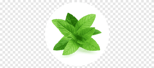 Листик мяты