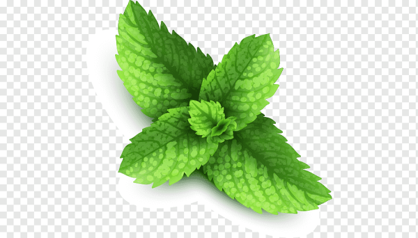 Зеленый с листиками мяты