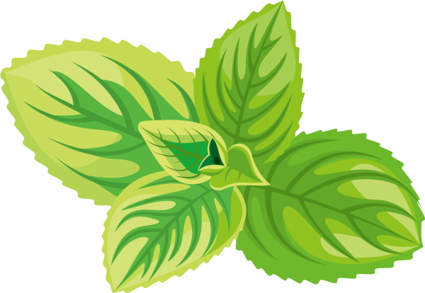 Мята вектор