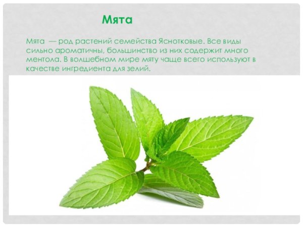 Дизайнерский лист мяты