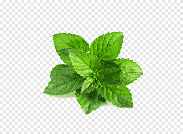 Мята перечная