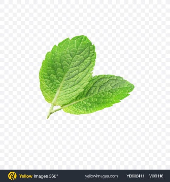 Листики мяты наклейки