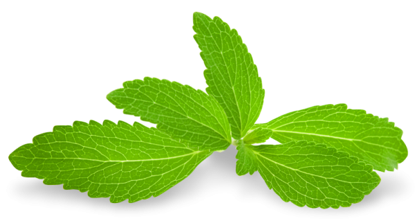 Листики мяты на прозрачном фоне
