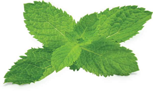Лист крапивы без фона