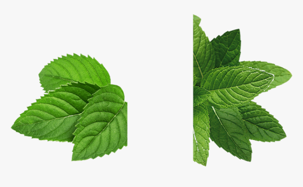 Мята листья