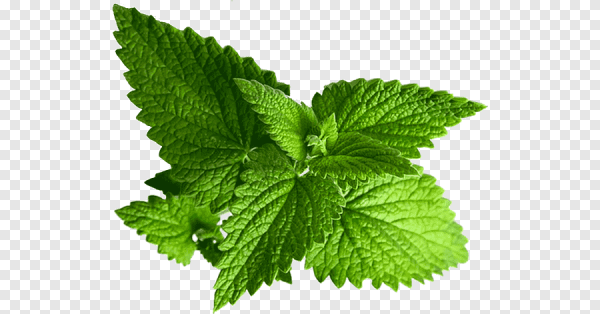 Мята перечная листик