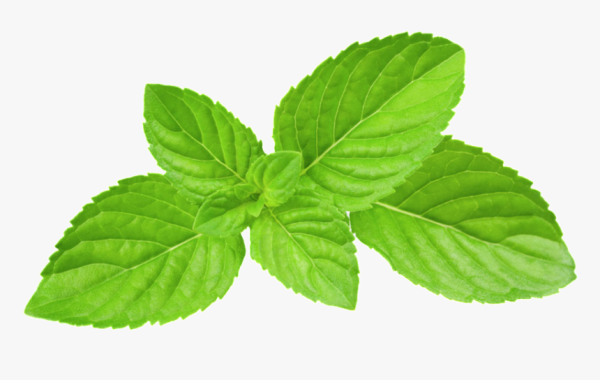 Мятный лист