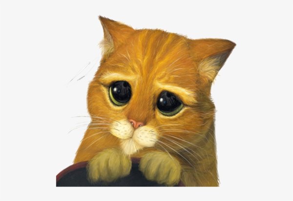 Стикер жалобный кот