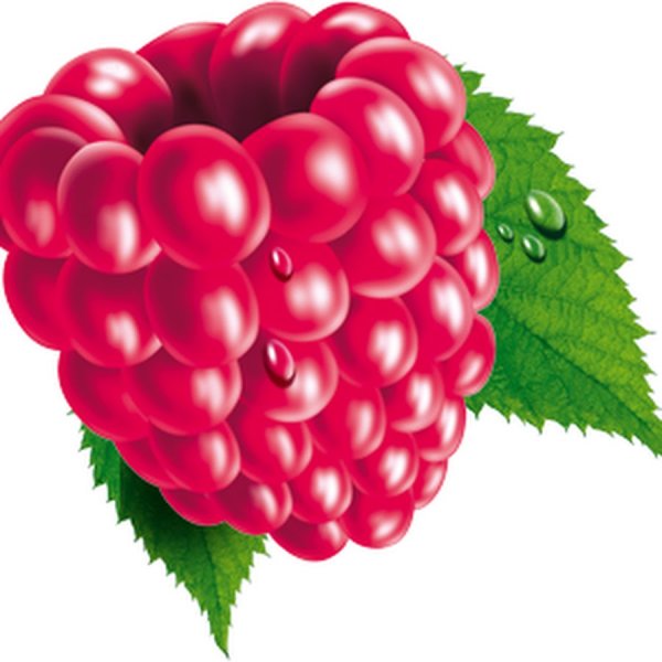 Малина рисунок