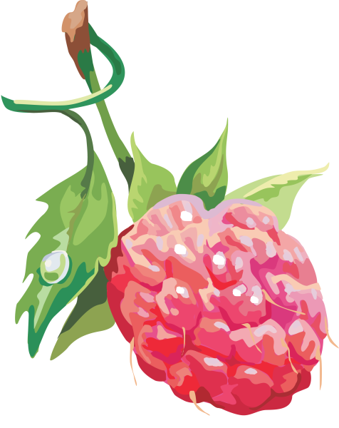 Акварельные ягоды на прозрачном фоне