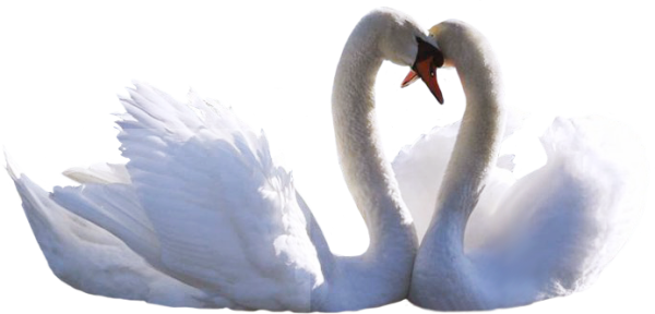 Лебедь картинки мультяшные