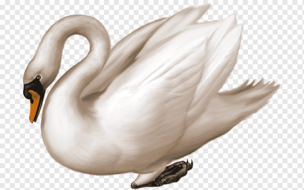 Лебедь клипарт
