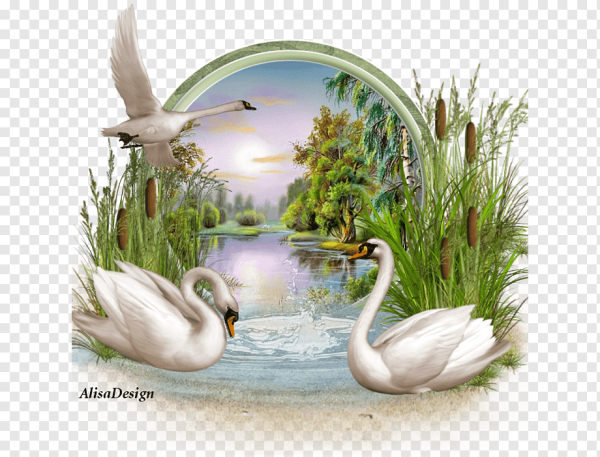 Свадебные лебеди на прозрачном фоне