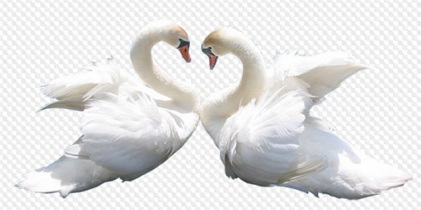 Лебедь на прозрачном фоне