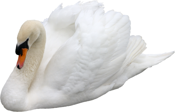 Два лебедя на прозрачном фоне