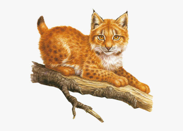 Рысь клипарт