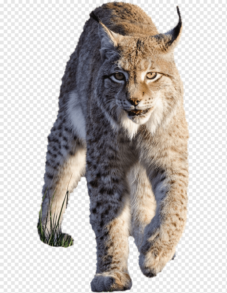 Животные для логотипа команды