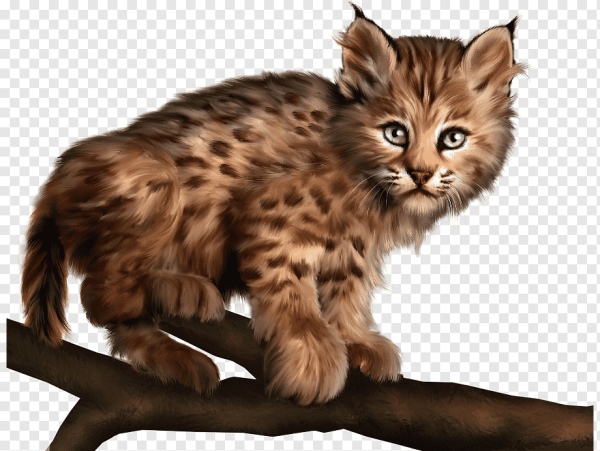 Рысь на прозрачном фоне