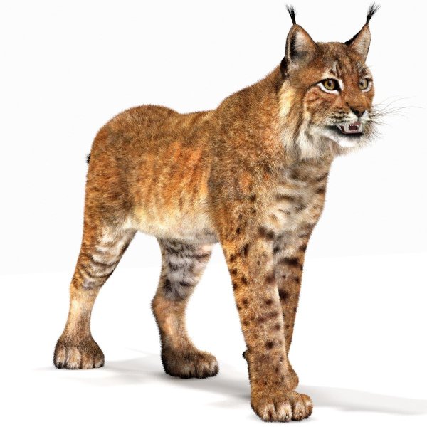 Рысь логотип