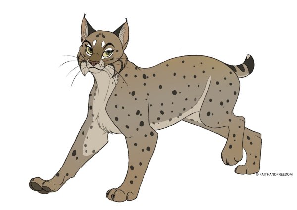 Рысь на белом фоне