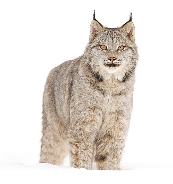 Рысь акварелью детская