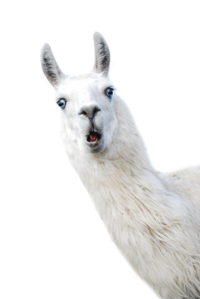 Лама на белом фоне