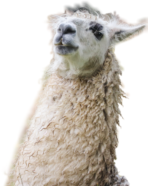 Ламы с боку