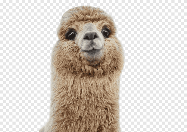 Альпака на белом фоне