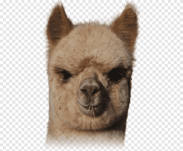 Альпака голова