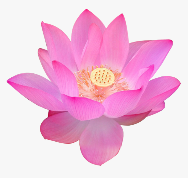 Лотос орехоносный вектор