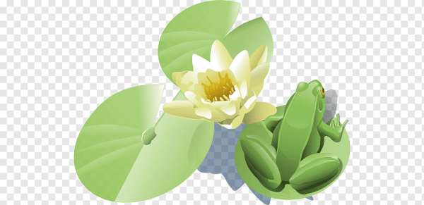 Кувшинка вектор