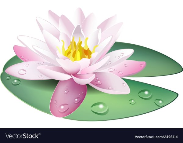 Кувшинки мультяшные