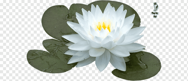 Священный Лотос на белом фоне