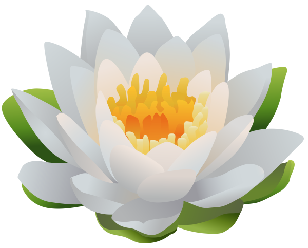 Цветок кувшинки на белом фоне