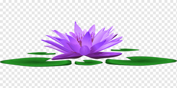 Кувшинка вектор