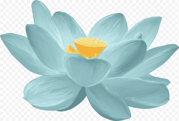 Кувшинка на белом фоне