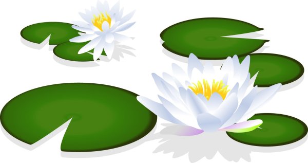 Кувшинка без фона