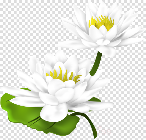 Кувшинка белоснежная