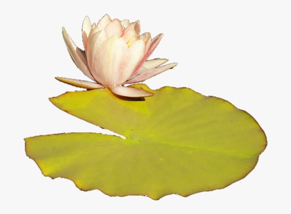 Lily Pad PNG