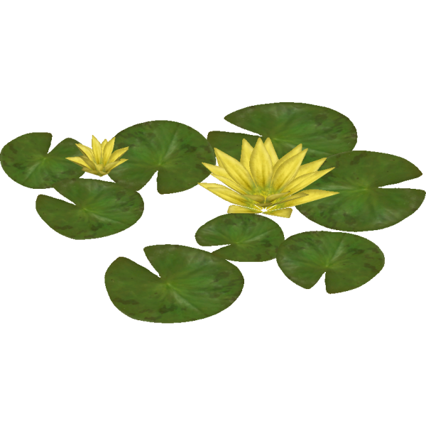 Кувшинки вид сверху