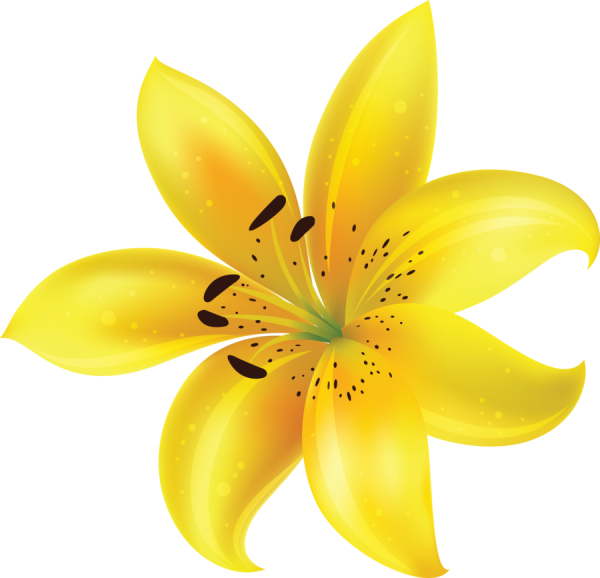 Желтая Лилия на белом фоне