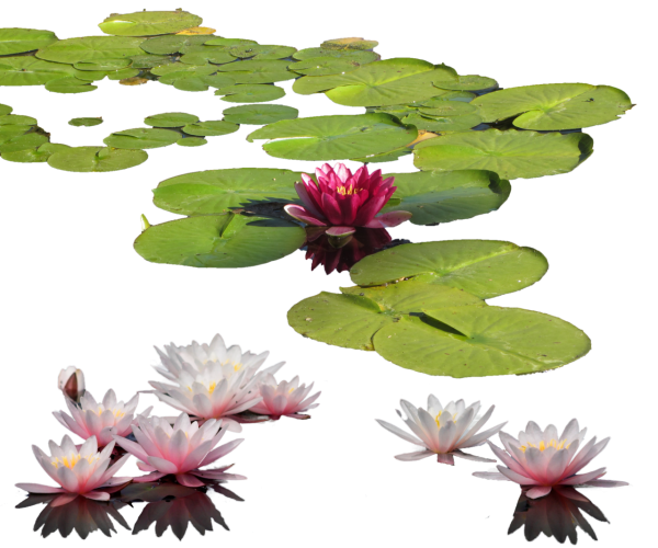 Кувшинка белая вид сбоку