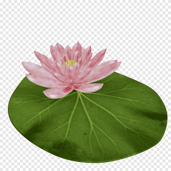 Лотос Комарова лист