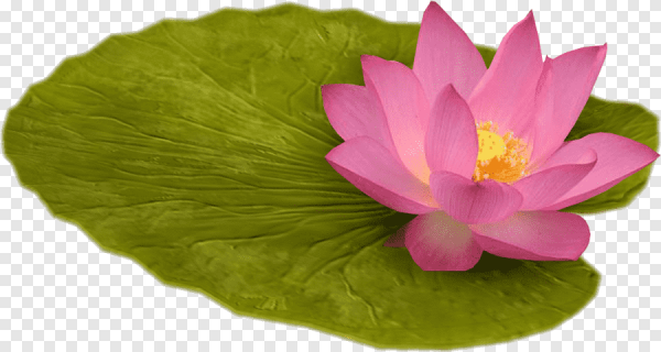 Кувшинка на белом фоне