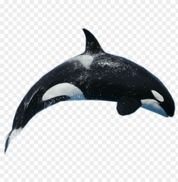Killer Whale хранилище
