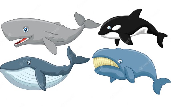 Кит мультяшный на белом фоне