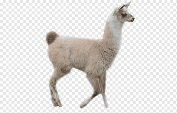 Лама альпака белый фон