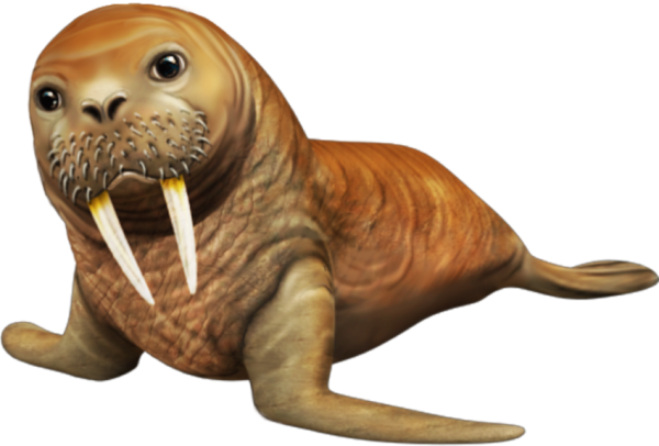 Морж на белом фоне