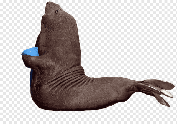 Морж стикер ВК