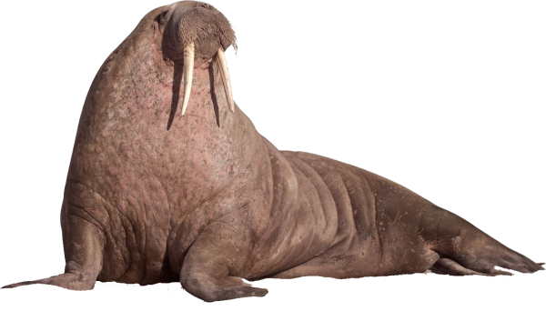 Морж для печати